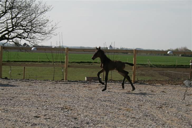 Dansk Varmblod Miss Tuschinna SOLGT billede 8