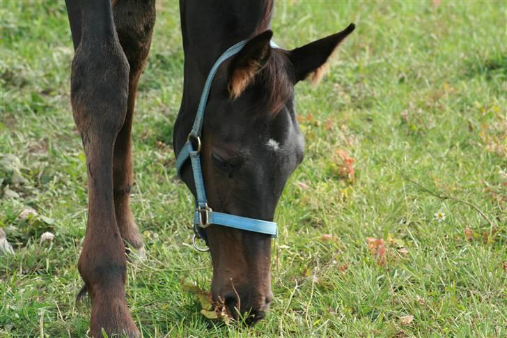 Dansk Varmblod Miss Tuschinna SOLGT billede 14