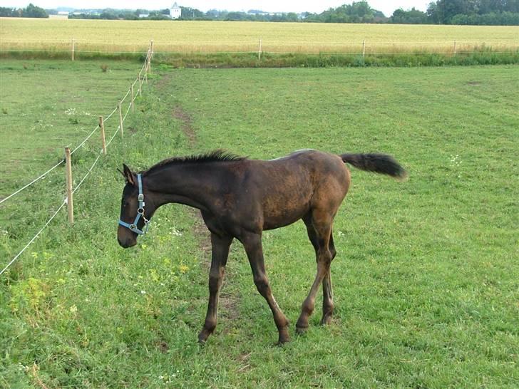 Dansk Varmblod Miss Tuschinna SOLGT - NYT billede 17