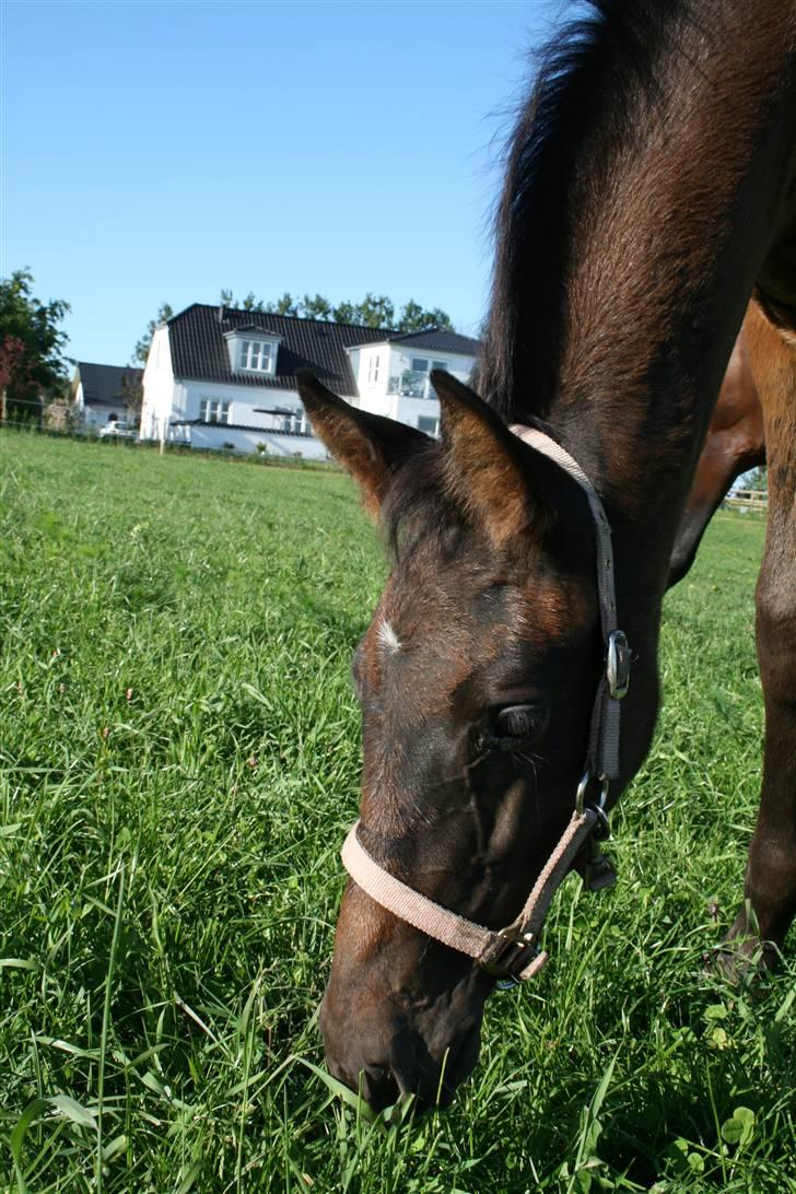 Dansk Varmblod Miss Tuschinna SOLGT billede 19