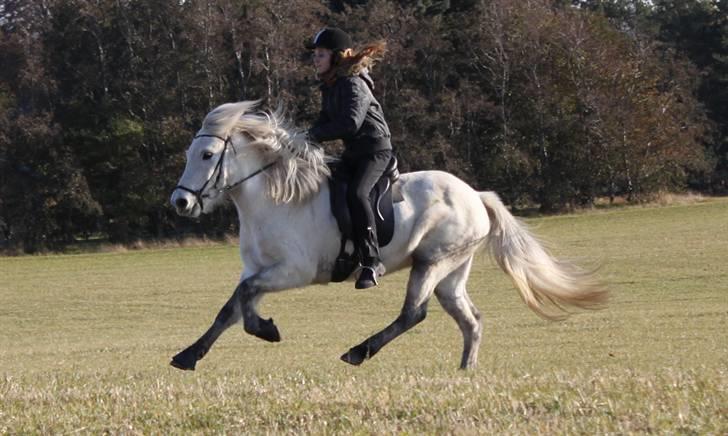 Islænder Hríma F. Fjalli - #12 Hríma i galop - 2009 billede 12