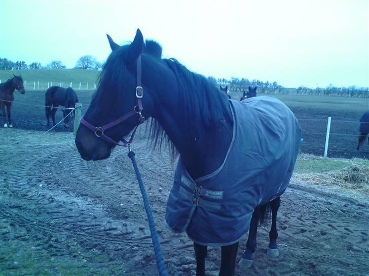 Traver over the gate billede 12