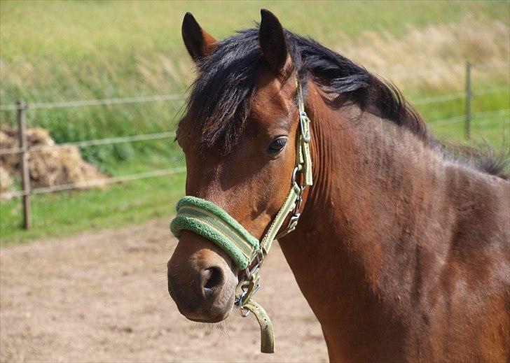 Anden særlig race Skovbys Chester Brown - Smukke Chester. billede 2