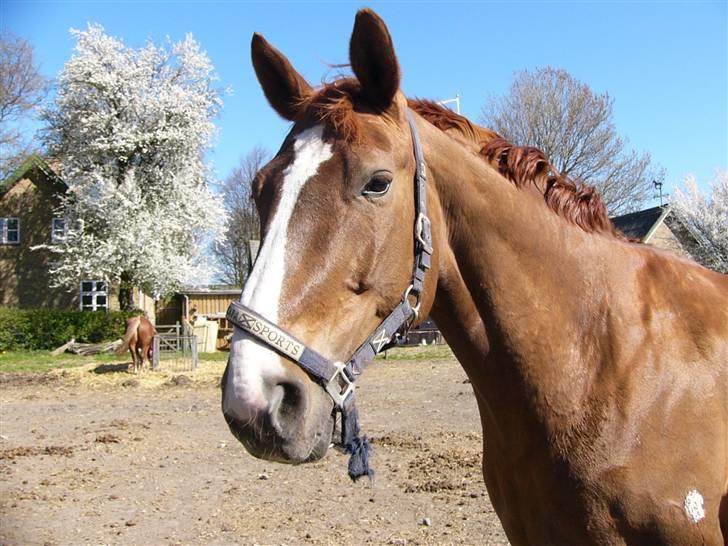 Hannoveraner Wandolf R.I.P - NYT..25/4 billede 7