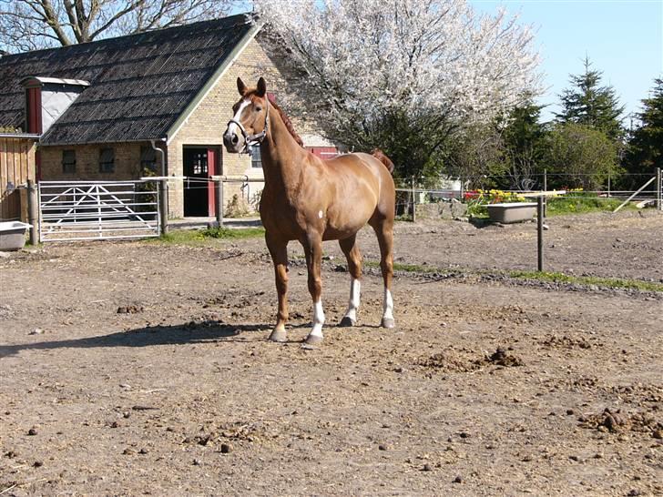 Hannoveraner Wandolf R.I.P - NYT..25/4 billede 8