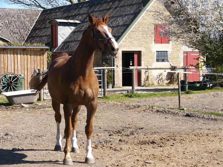 Hannoveraner Wandolf R.I.P - NYT..25/4 forår i luften..truttt billede 9