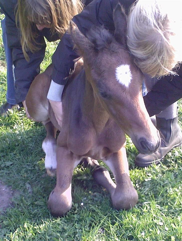 Dansk Varmblod Søballegårds San Diego  - Velkommen til drengerøvens profil, smid gerne en bedømmelse og en kommentar - her er han kun 2 dage gammel og rigtig fin :D Foto: Lea Madsen 24/4-09 billede 1