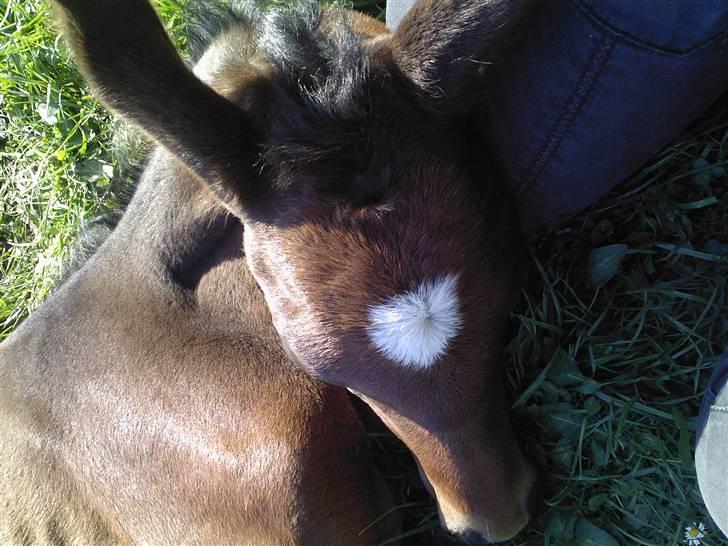 Dansk Varmblod Søballegårds San Diego  - Som  jeg sagde elsker han at lægge og slappe af, med hovedet i mit skød ;)  Foto: Lea Madsen 24/4-09 billede 2