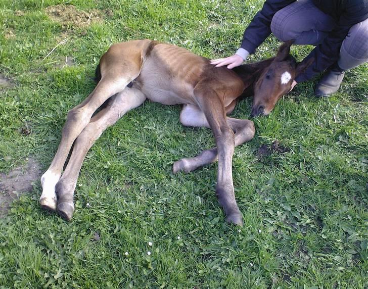 Dansk Varmblod Søballegårds San Diego  - Hehe han trænger også til at ligge lidt ned nogle gange, selvom det ikke bliver til lang tid af gangen Foto: Lea Madsen 24/4-09 billede 3
