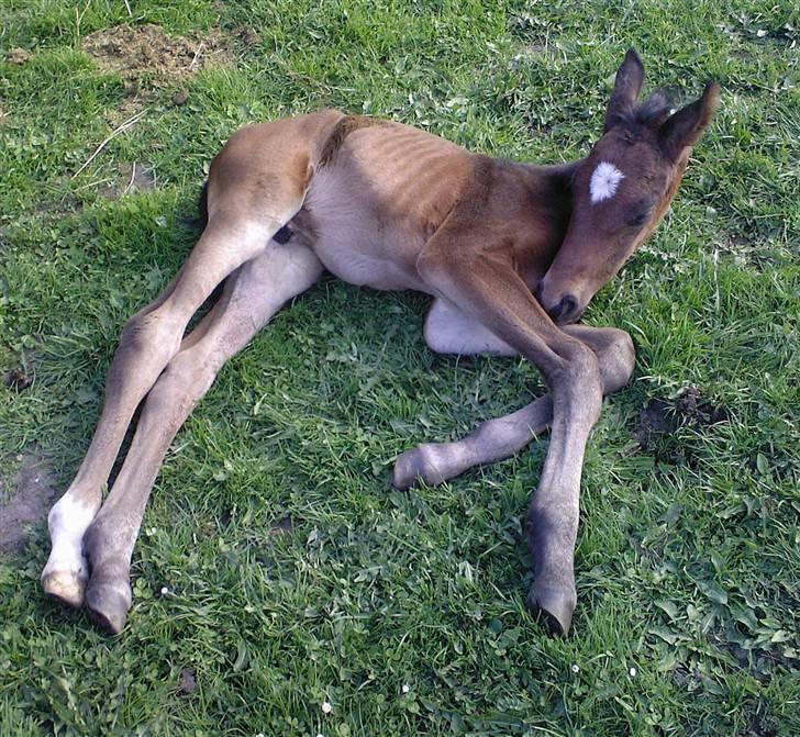 Dansk Varmblod Søballegårds San Diego  - Hyggestund Foto: Lea Madsen 24/4-09 billede 4