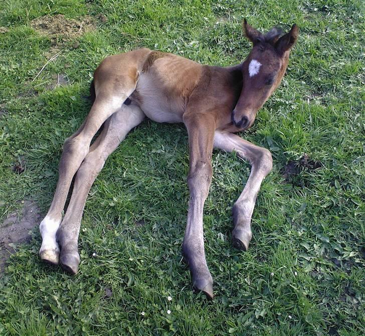 Dansk Varmblod Søballegårds San Diego  - Nurhh......<3 Foto: Lea Madsen 24/4-09 billede 5