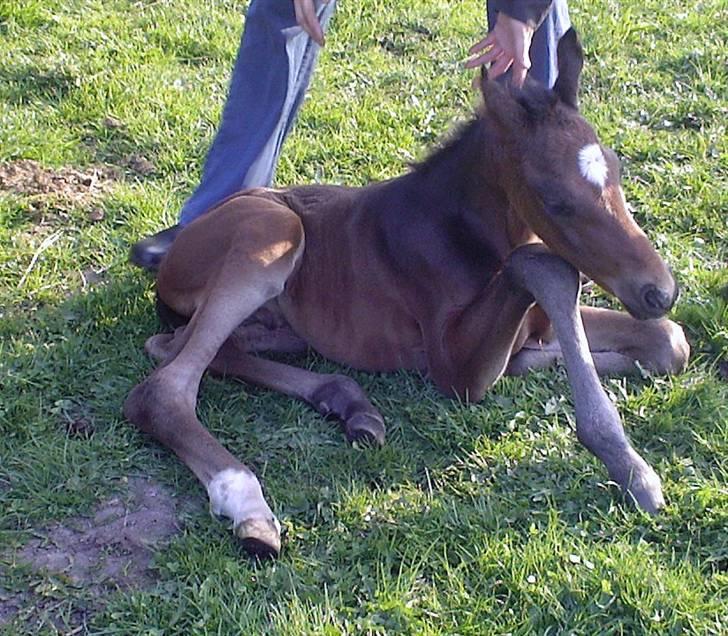 Dansk Varmblod Søballegårds San Diego  - Hehe Skulle have en del hjælp til at komme op at stå i starten :) Foto: Lea Madsen 24/4-09 billede 6