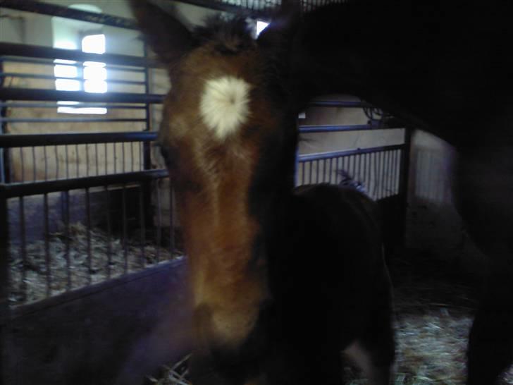 Dansk Varmblod Søballegårds San Diego  - Her er han kun ca 5 timer gammel Foto: Lea Madsen 22/4-09 billede 7