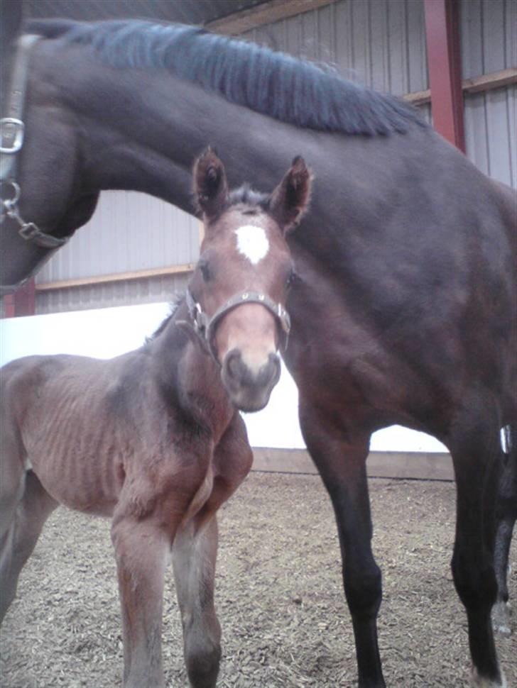Dansk Varmblod Søballegårds San Diego  - Føste gang ude i ridehuset Foto: Lea Madsen 22/4-09 billede 8