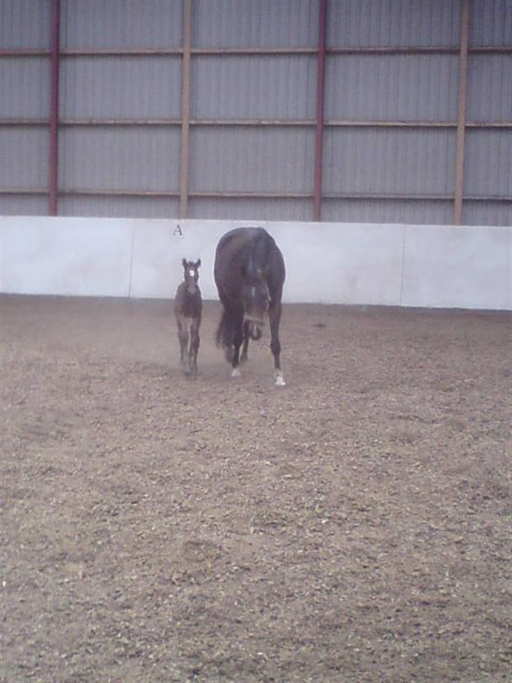 Dansk Varmblod Søballegårds San Diego  - Føste gang ude i ridehuset Foto: Lea Madsen 22/4-09 billede 9