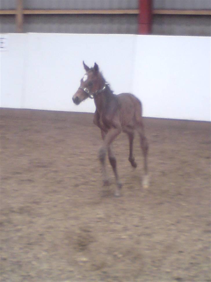Dansk Varmblod Søballegårds San Diego  - Føste gang ude i ridehuset Foto: Lea Madsen 22/4-09 billede 10