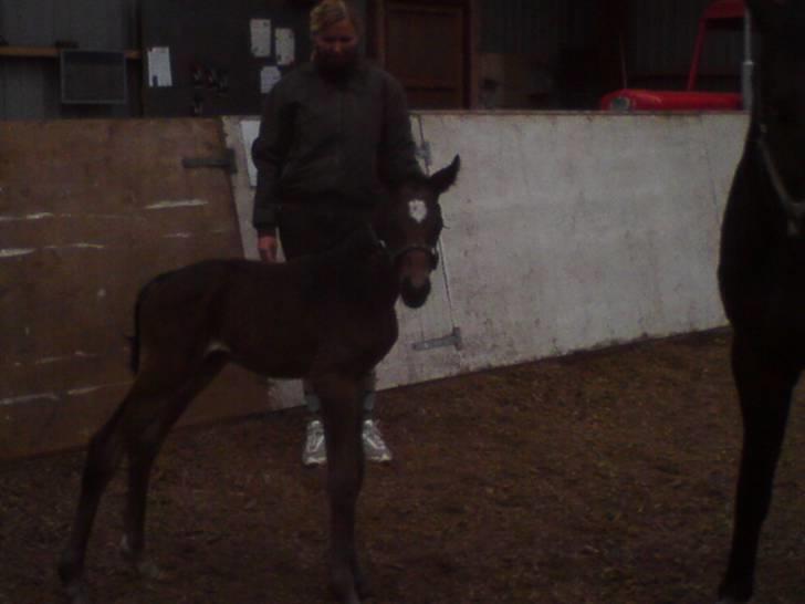Dansk Varmblod Søballegårds San Diego  - Føste gang ude i ridehuset Foto: Lea Madsen 22/4-09 billede 11