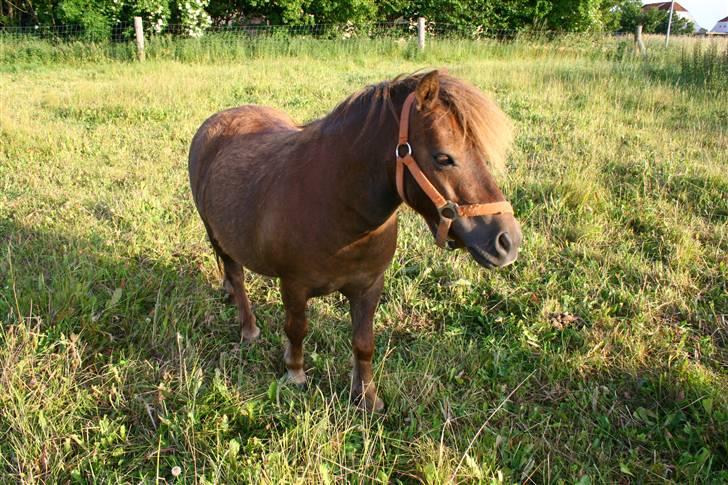 Shetlænder speedy  - velkommen til speedy drengen´s profil. :D billede 1