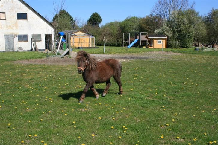 Shetlænder speedy  - nr. 2´ :´) billede 2