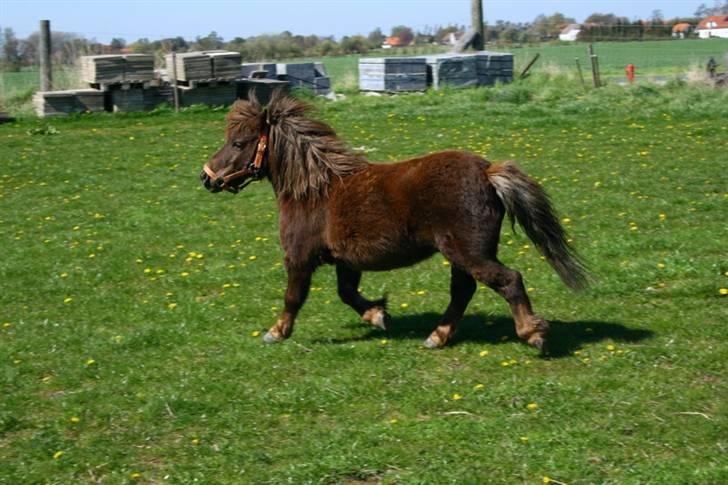Shetlænder speedy  - nr. 3´ jeg kommer når du kalder! billede 3