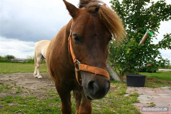 Shetlænder speedy  - nr. 4´ du kommer altid hen til mig når jeg sætter mig ned på græsset og ligger dit hoved på min skulder, du er så dejlig!  billede 4