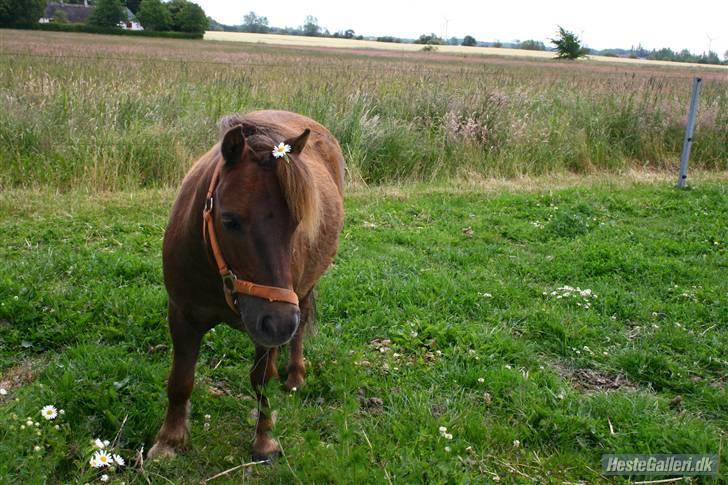 Shetlænder speedy  - nr.5´ du er så fin min lille dreng. billede 5