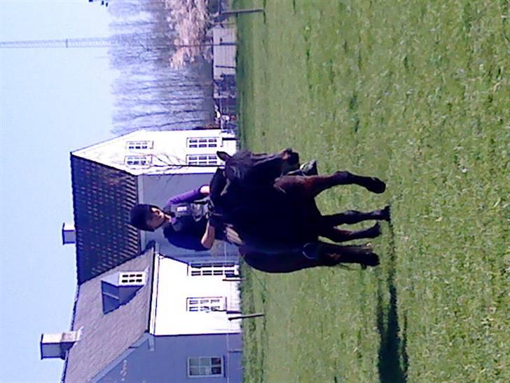 Anden særlig race Wendy (elevpony HE) billede 2