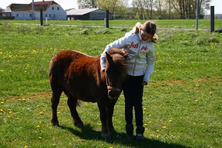 Shetlænder speedy  - nr. 6´ du er så dejlig speedy! :´] billede 6