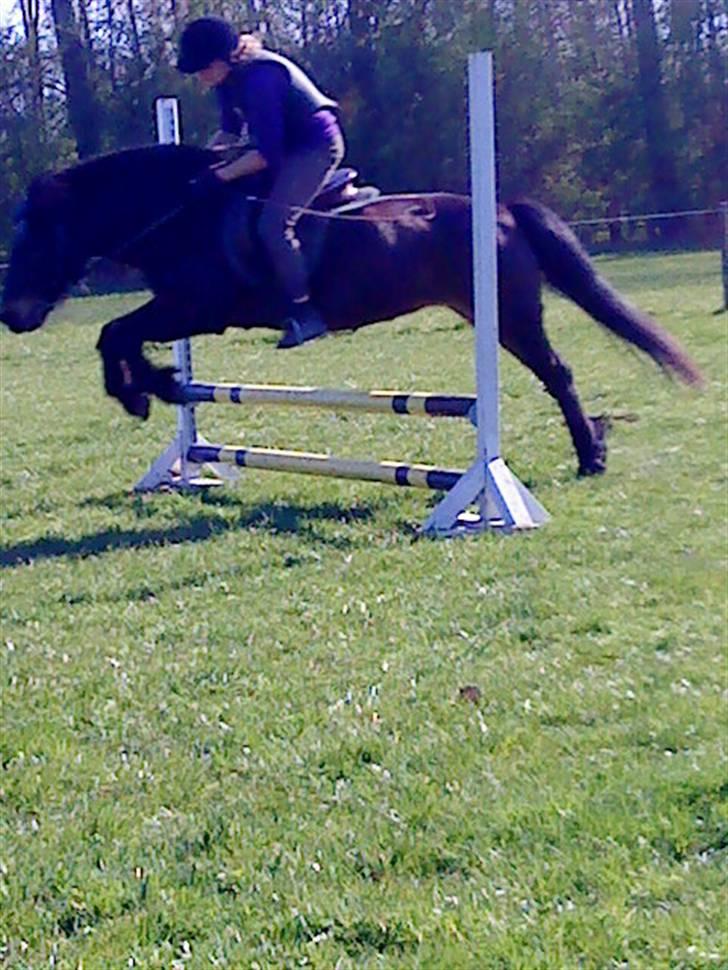 Anden særlig race Wendy (elevpony HE) billede 3