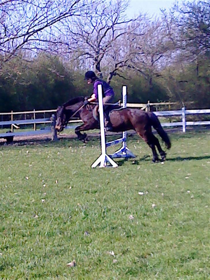 Anden særlig race Wendy (elevpony HE) billede 4