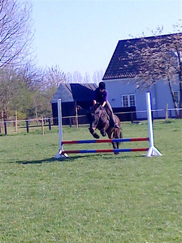 Anden særlig race Wendy (elevpony HE) billede 5