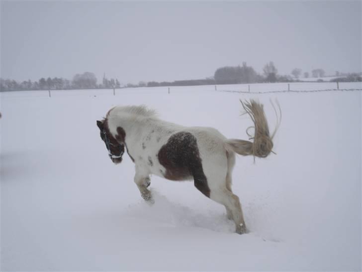 Pinto focus - focus der bukker i sneen billede 2