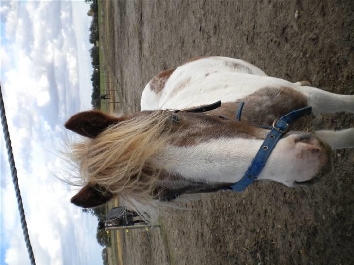 Pinto focus - og her billede 3