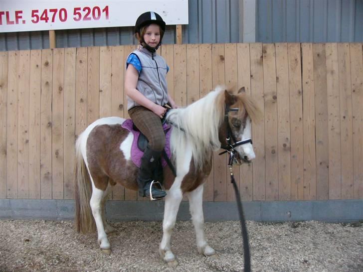 Pinto focus - og her er vi på vej væk billede 4