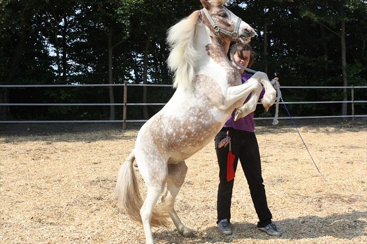 Pinto focus - et godt foto til albumet billede 5