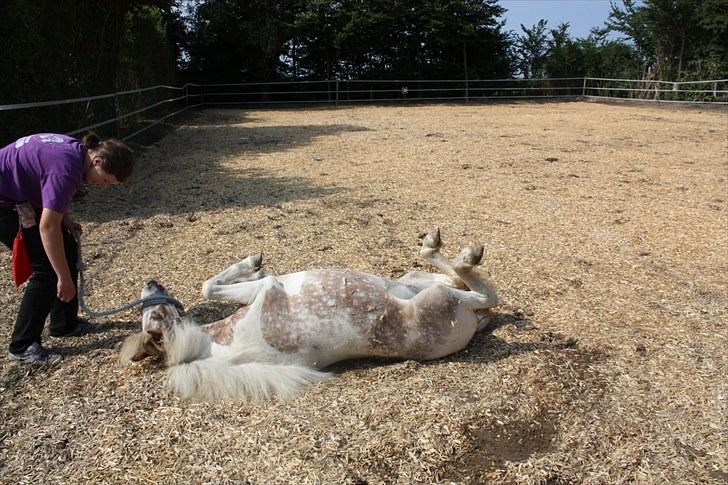 Pinto focus - focus der ruller sig  billede 6