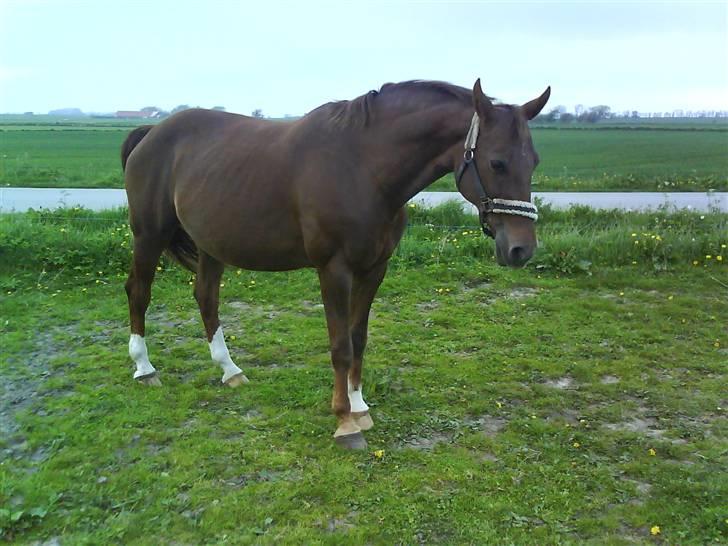 Dansk Varmblod Tjørnelunds Lucinda l RIP billede 1