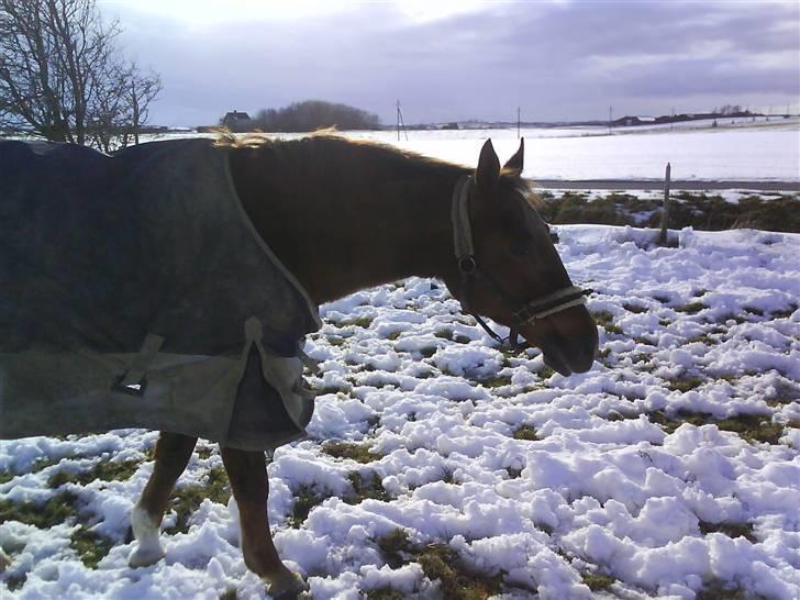 Dansk Varmblod Tjørnelunds Lucinda l RIP billede 2