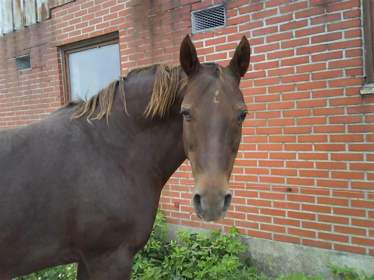 Dansk Varmblod Tjørnelunds Lucinda l RIP billede 3