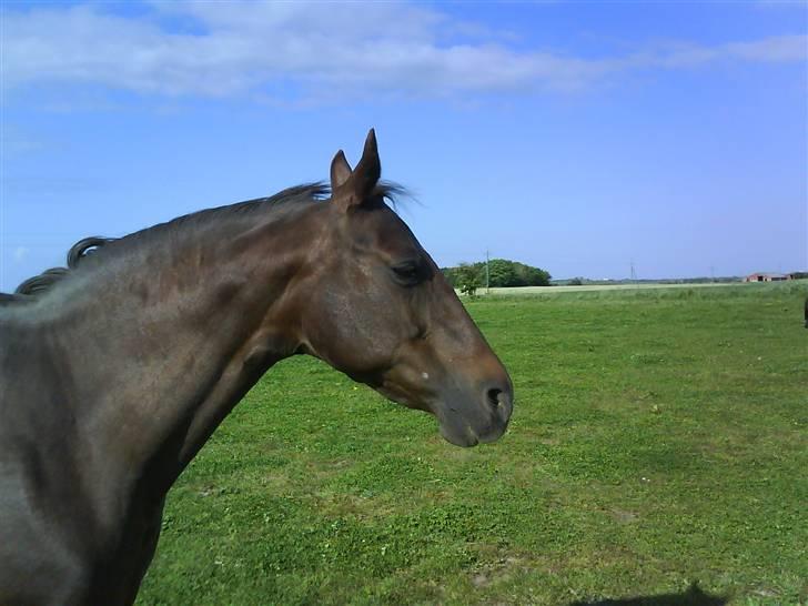 Dansk Varmblod Tjørnelunds Lucinda l RIP billede 4