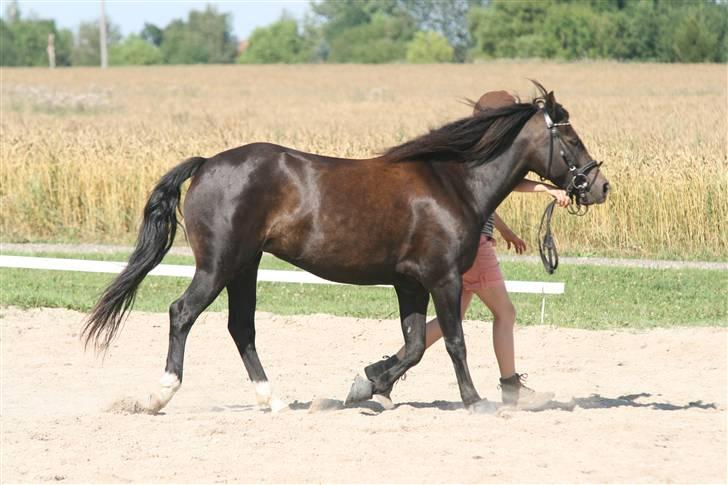 New Forest Bjernagergårds Mischa - Mønstrings trænning billede 16