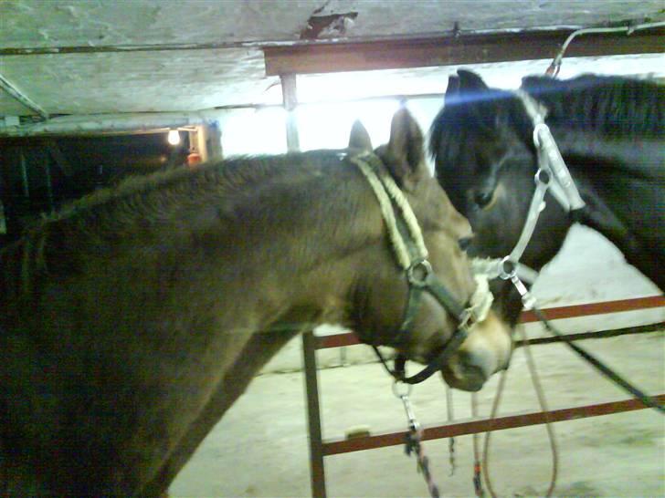 Dansk Varmblod Tjørnelunds Lucinda l RIP billede 5