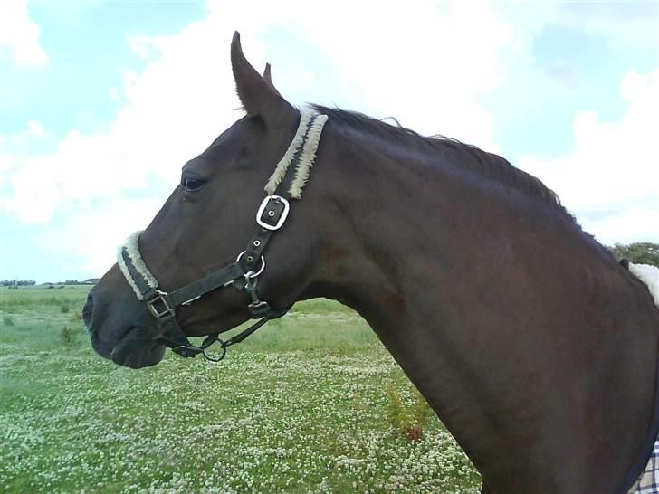 Dansk Varmblod Tjørnelunds Lucinda l RIP billede 6