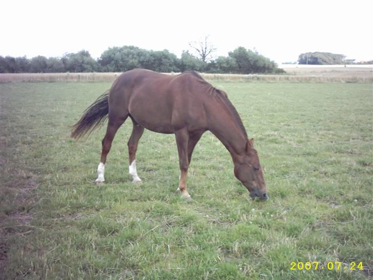 Dansk Varmblod Tjørnelunds Lucinda l RIP billede 7