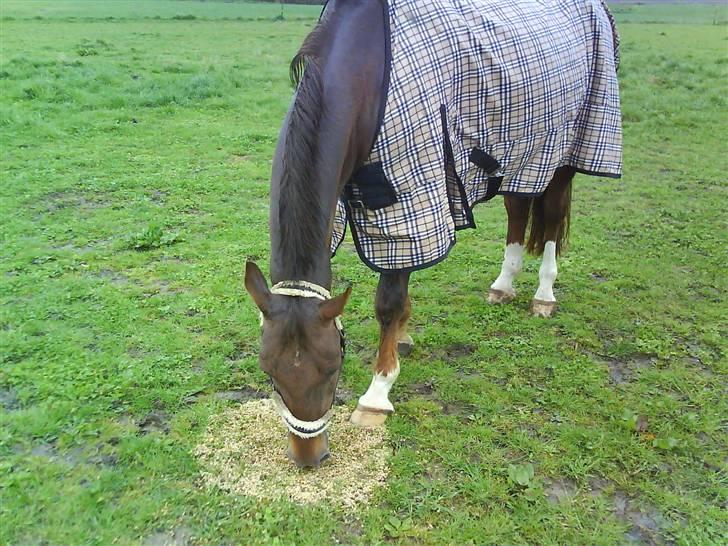 Dansk Varmblod Tjørnelunds Lucinda l RIP billede 8