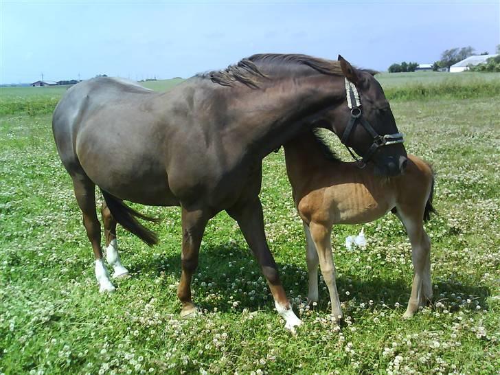 Dansk Varmblod Tjørnelunds Lucinda l RIP billede 9