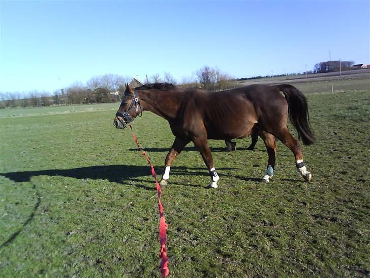 Dansk Varmblod Tjørnelunds Lucinda l RIP billede 10