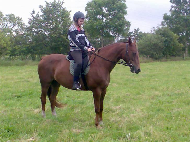 Dansk Varmblod Tjørnelunds Lucinda l RIP billede 11