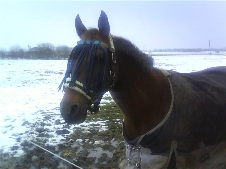 Dansk Varmblod Tjørnelunds Lucinda l RIP billede 12