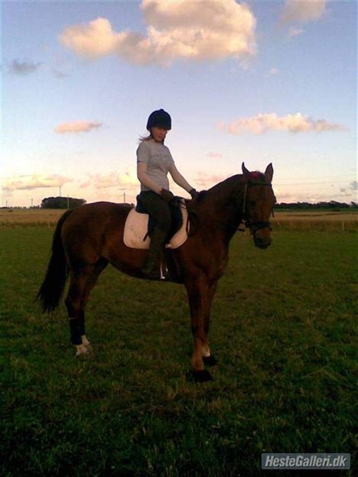 Dansk Varmblod Tjørnelunds Lucinda l RIP billede 13